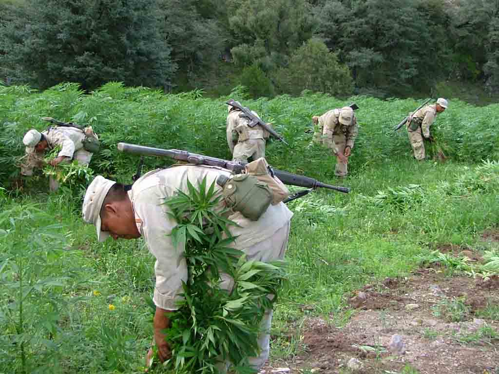 proceso de legalización marihuana en mexico 