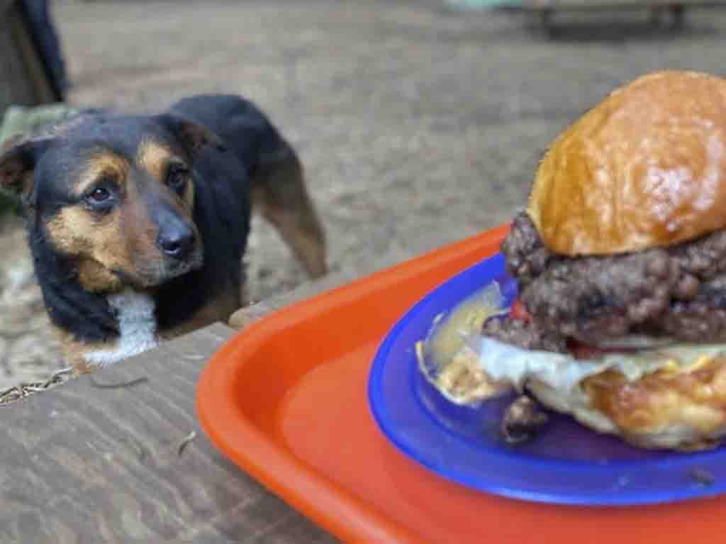 lugares petfriendly para comer en CDMX