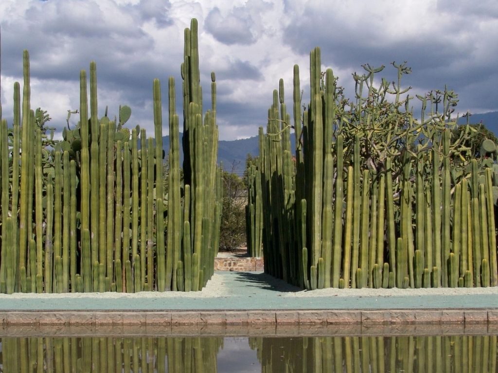 mejores museos de Oaxaca, Jardín etnobotánico 