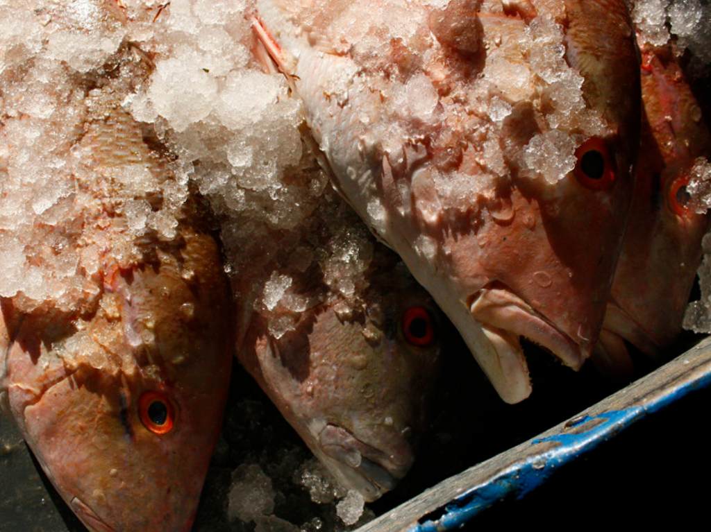 operativo-por-semana-santa-pescados