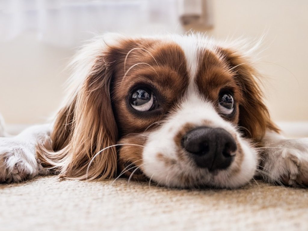 Ahora Parque Plaza Satélite es Pet-Friendly, lleva a tu lomito peludo