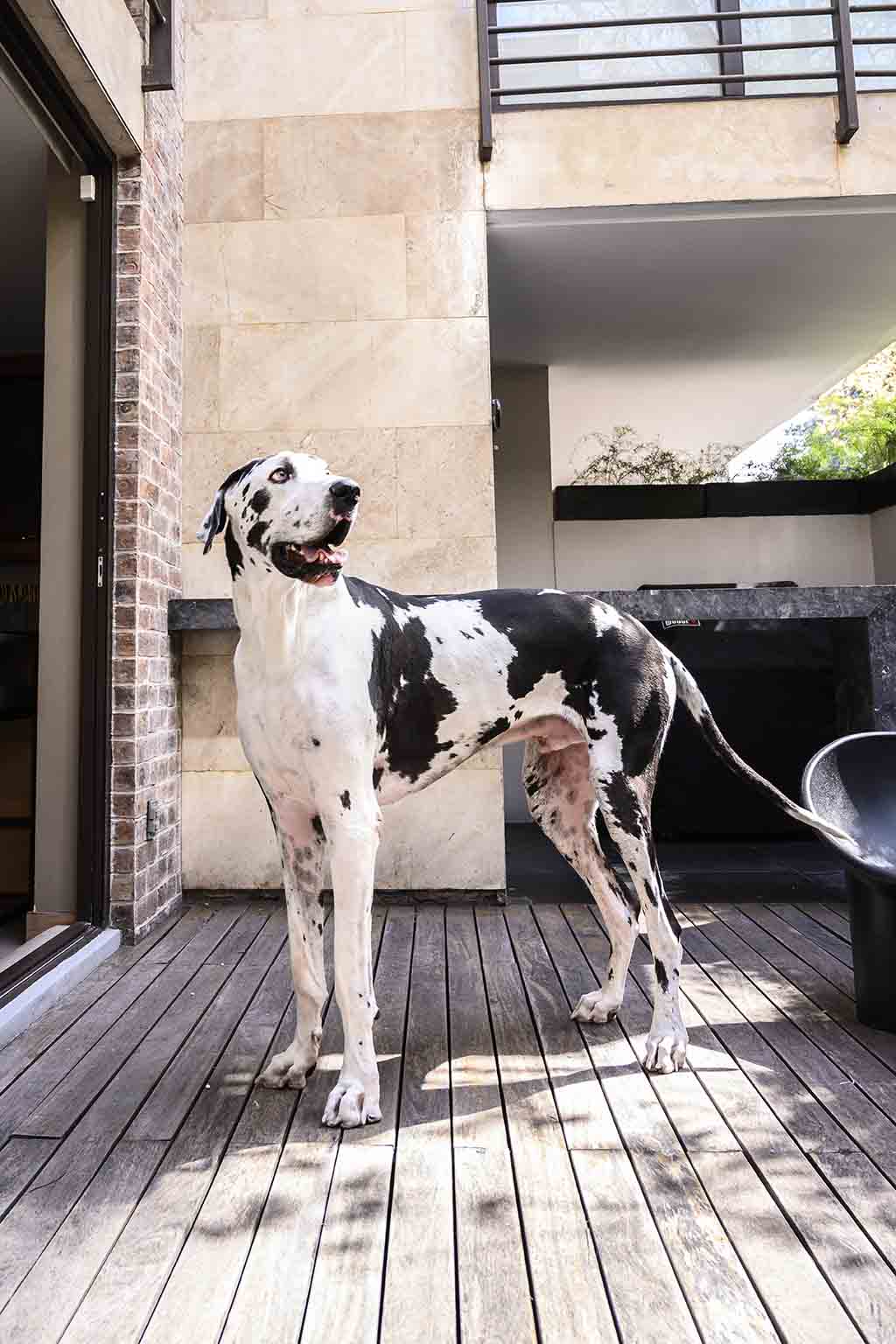 Pich, el perro mexicano más alto del mundo