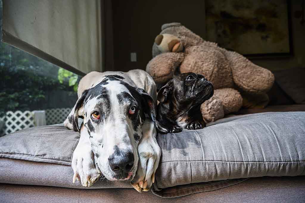 Pich, el perro mexicano más alto del mundo