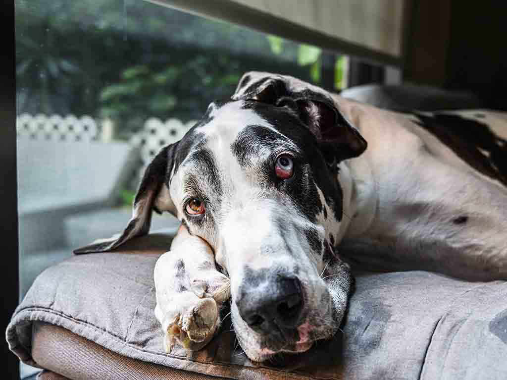 Pich, el perro mexicano más alto del mundo, según los Récord Guinness