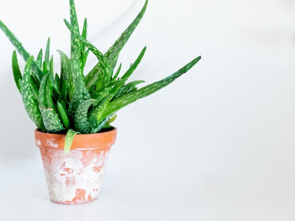 plantas-para-tu-espacio-de-home-office-aloe-vera