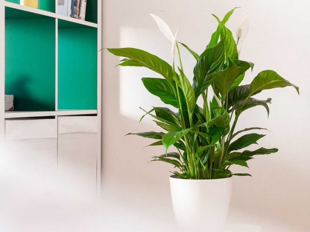 plantas, flores, naturaleza, home office, plantas para home office, trabajo, trabajo desde casa, cuna de moisés