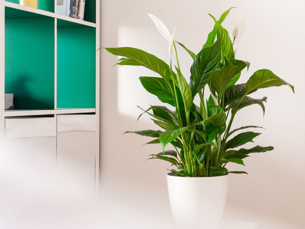plantas-para-tu-espacio-de-home-office-cuna-de-moises