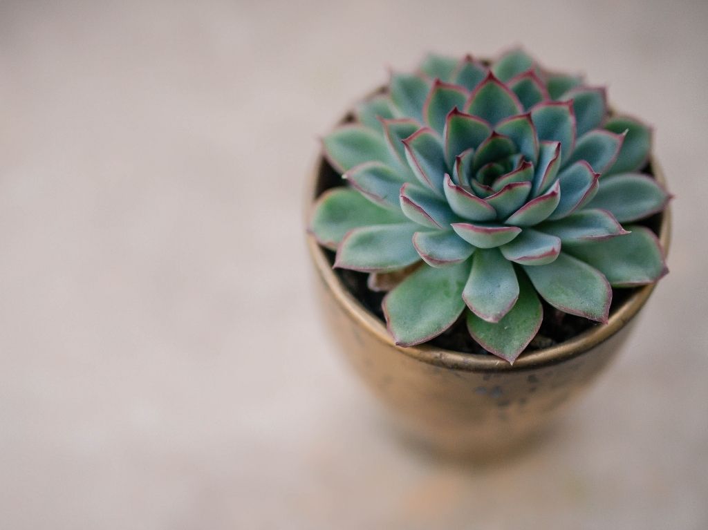 plantas-para-tu-espacio-de-home-office-suculentas