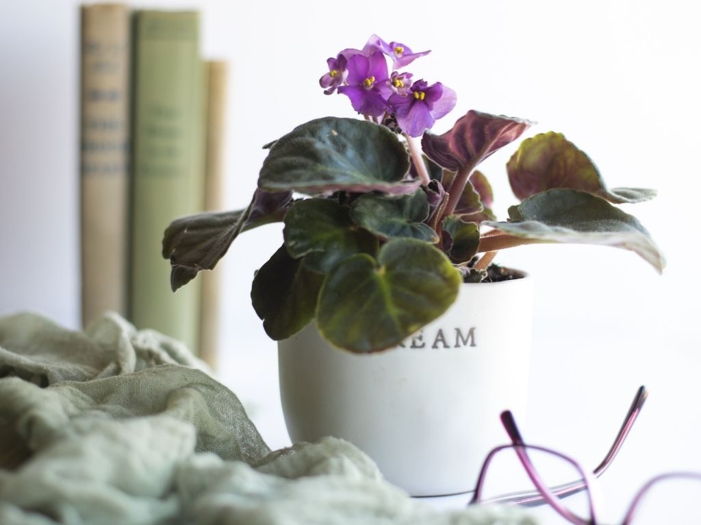 plantas, flores, naturaleza, plantas para home office, trabajo, trabajo desde casa, violeta africana