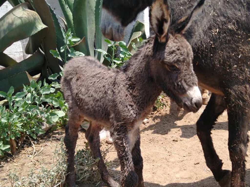 Burrolandia burrita Elsita