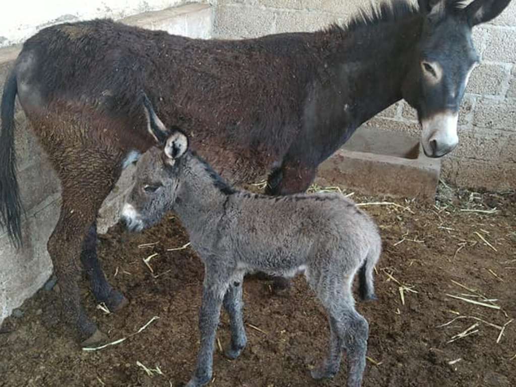 Burrolandia burro mexicano