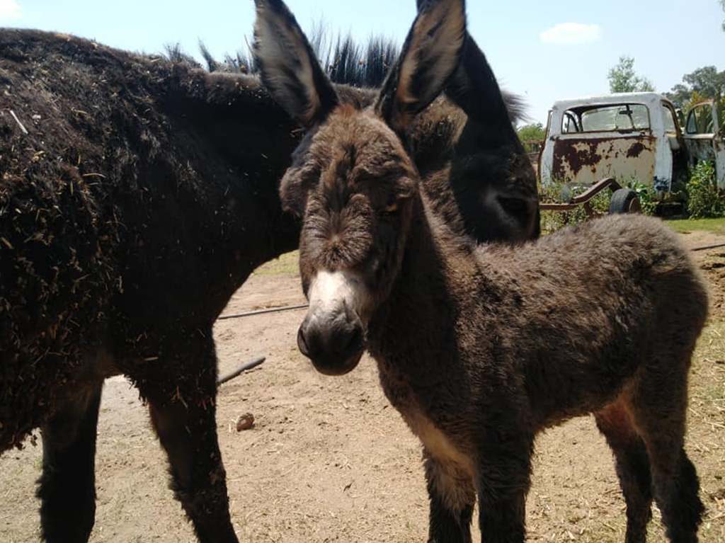 Burrolandia en México