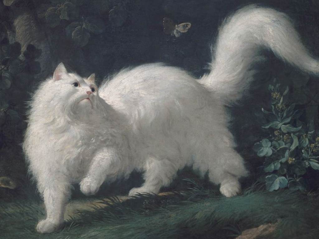 Exposición virtual para amantes de los gatos Gato Angora de Bachelier