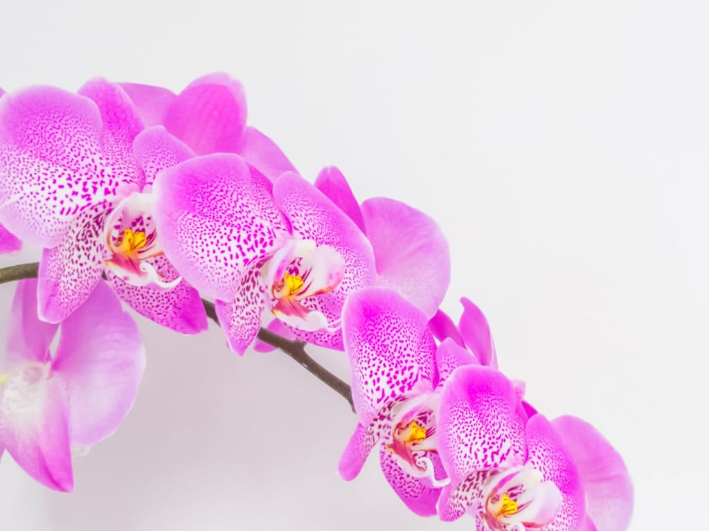 flores-dia-de-las-madres-orquideas