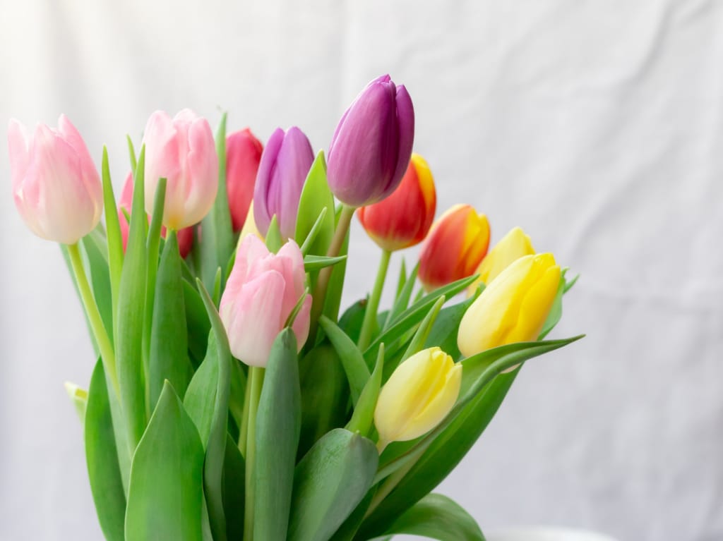 flores-dia-de-las-madres-tulipanes
