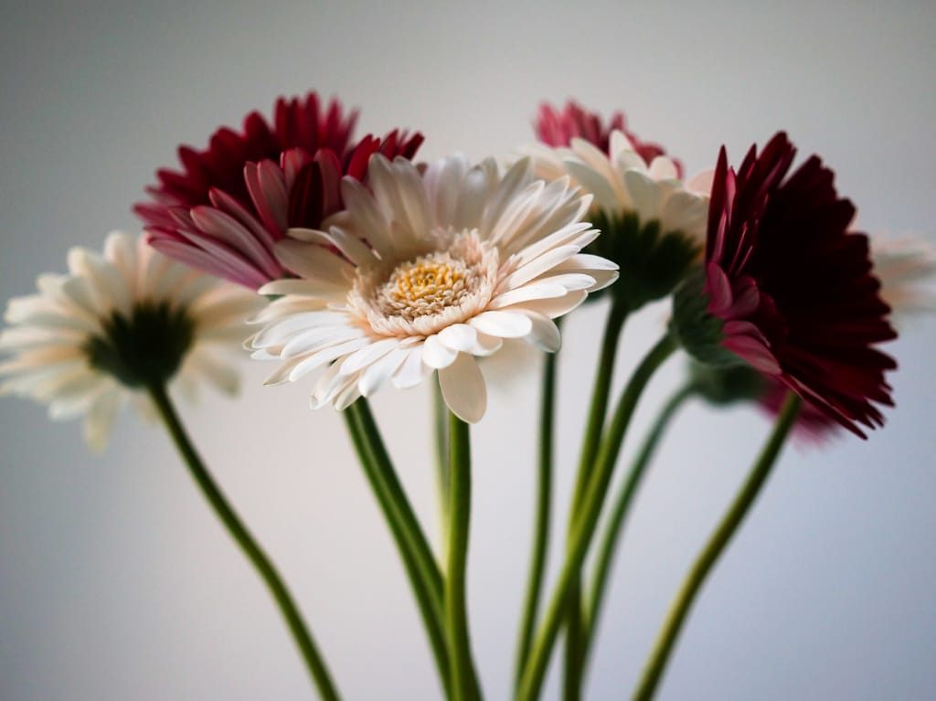 flores día de las madres