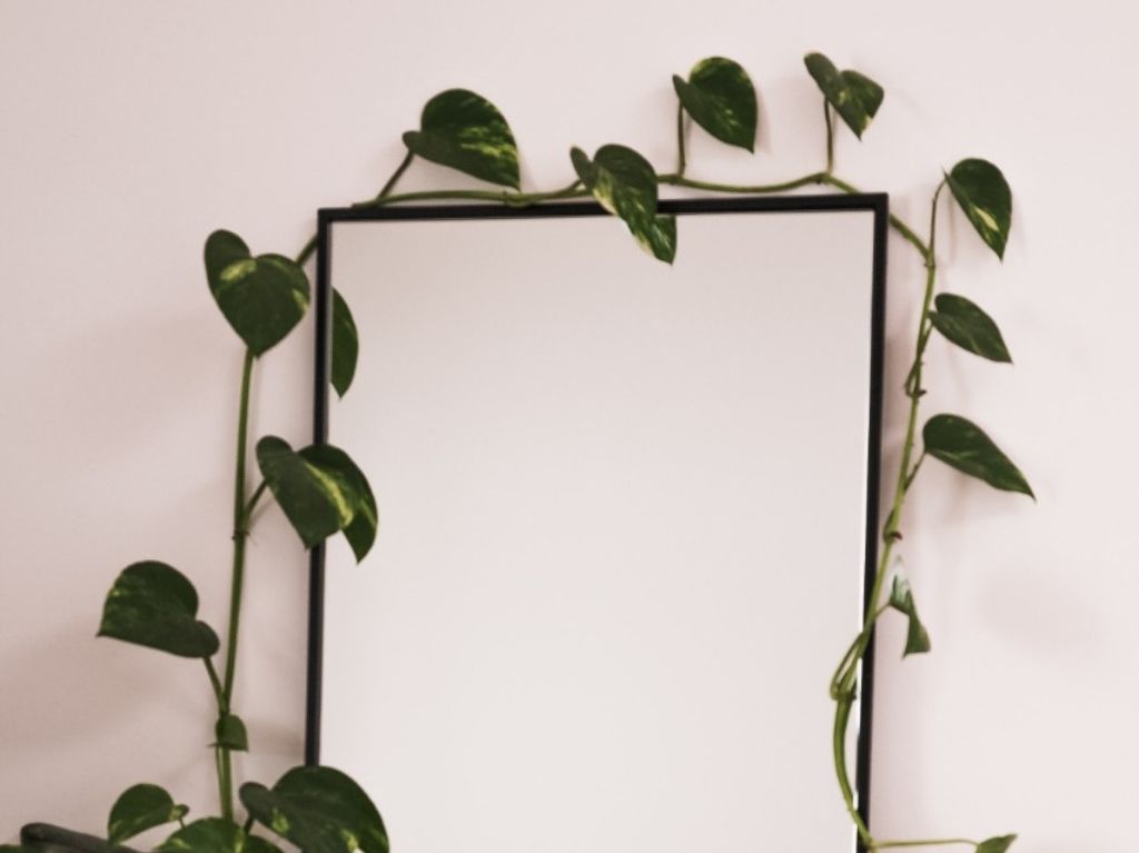 ideas-decoracion-con-enredaderas-espejo