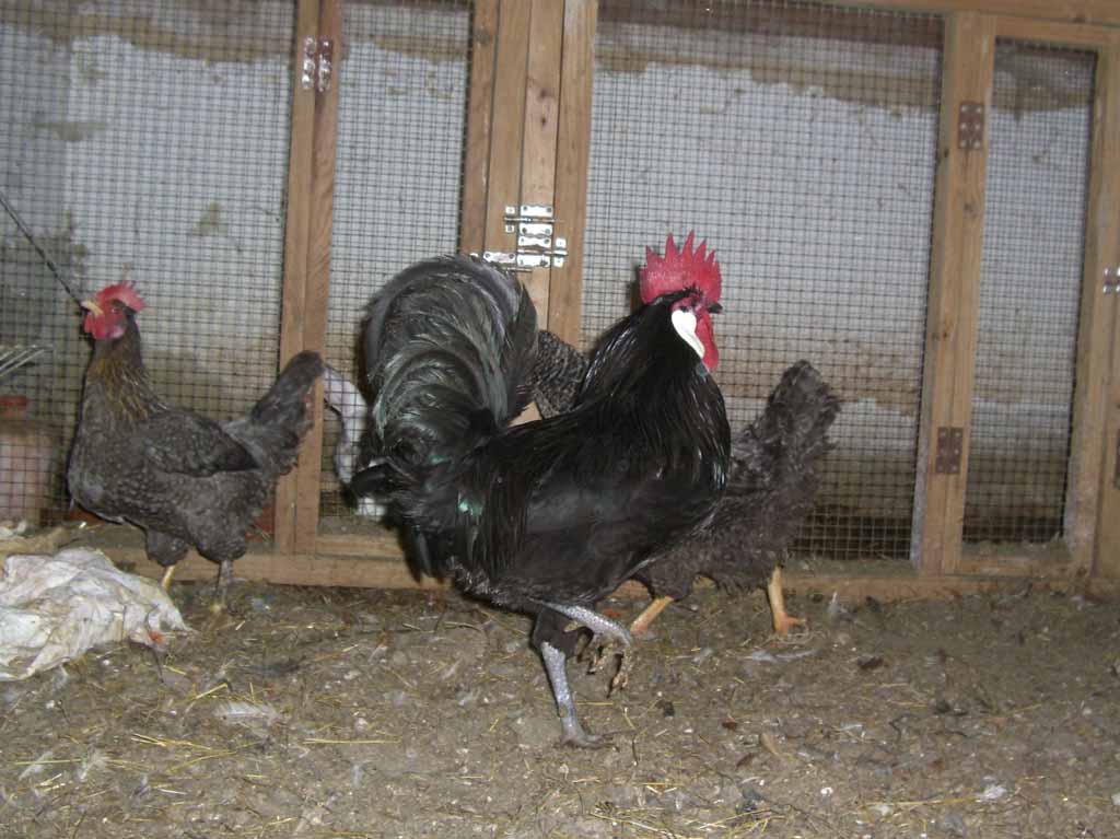 No más peleas de gallos: Nueva ley de protección animal