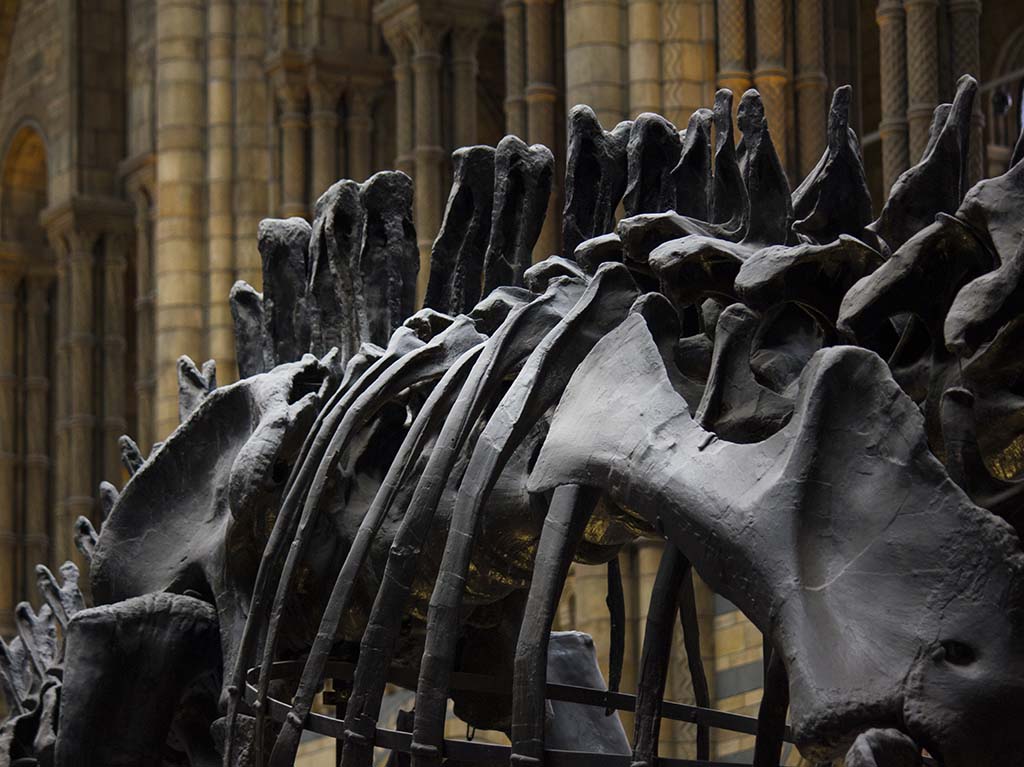 ¡Visita los mejores museos de paleontología en México!