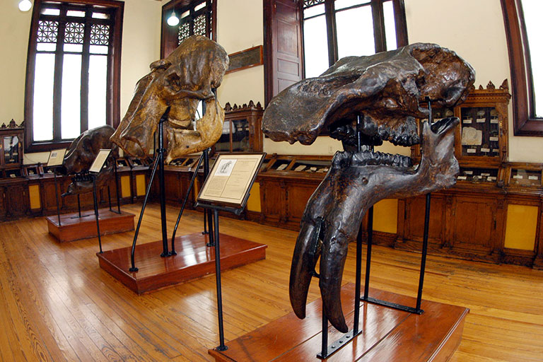 Restos fósiles museo geología de la UNAM