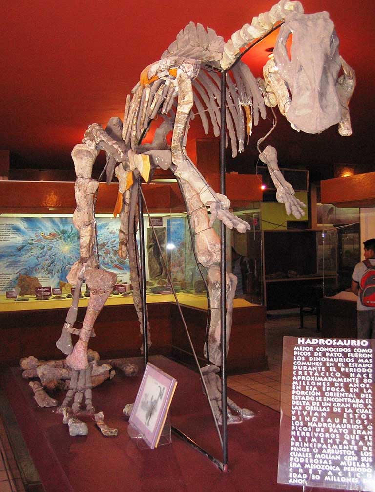 Museo Paleontología Chihuahua