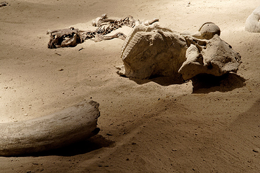 museo-paleontologia-guadalajara