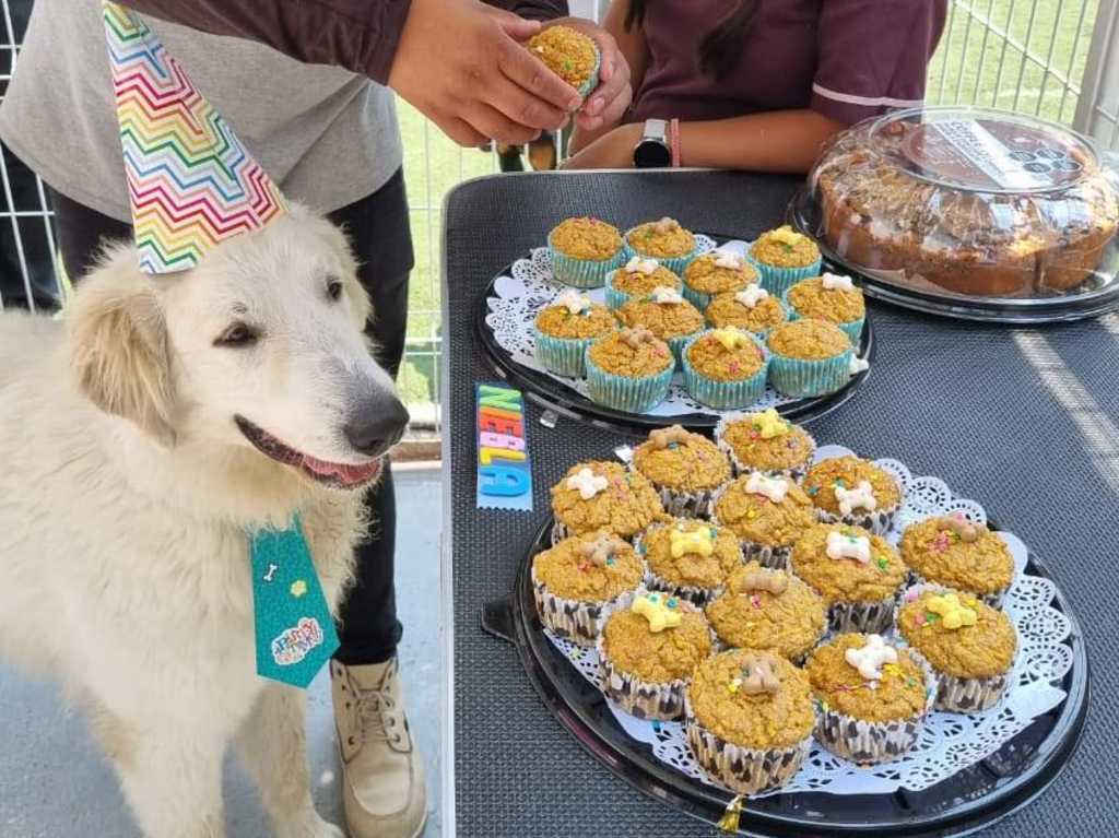 Rehilete: repostería y accesorios para fiestas de perritos 1