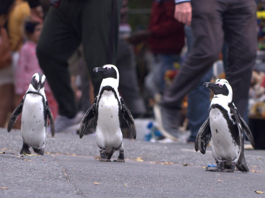 Colonia pingüino en Netflix