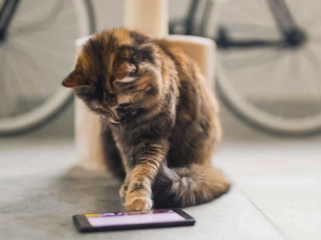 meow talk app que traduce lo que dice tu gato