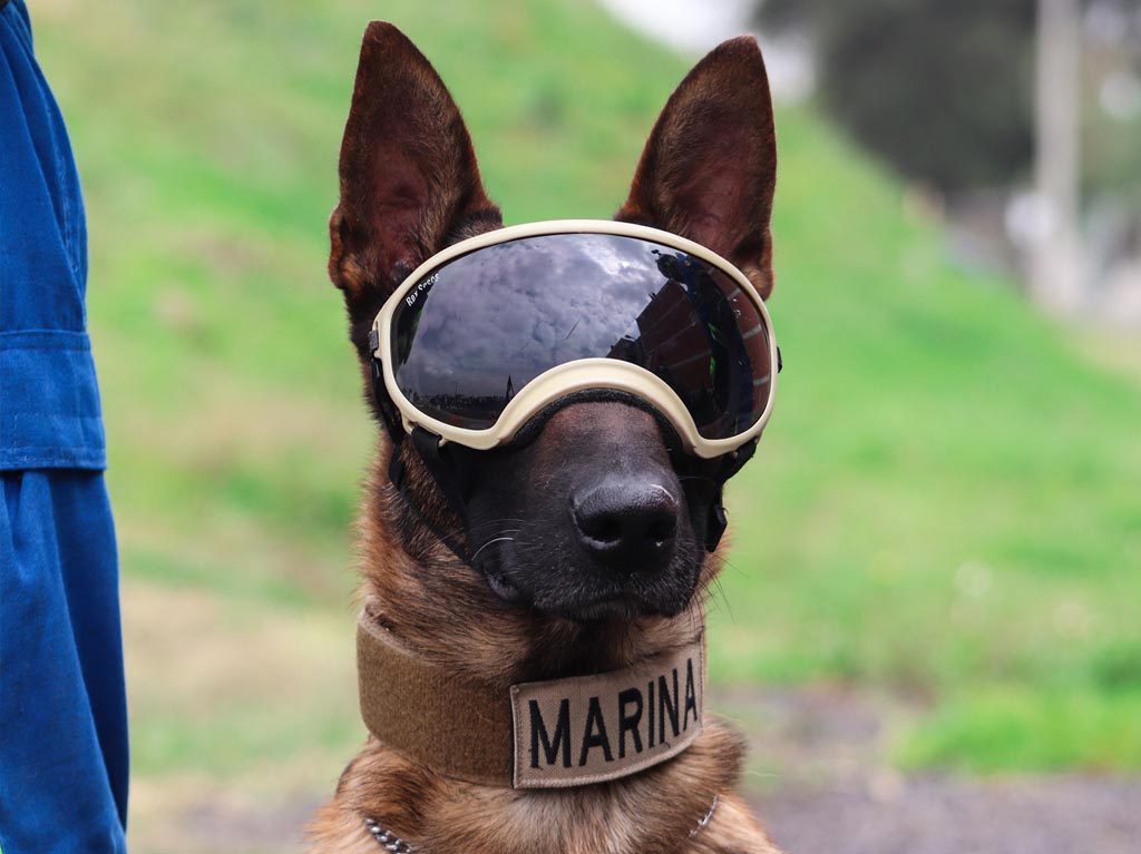 perros de la Marina ayudan al rescate del metro