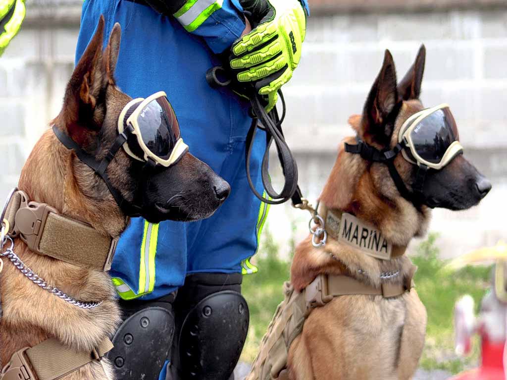 marina binomios caninos ecko y evil 