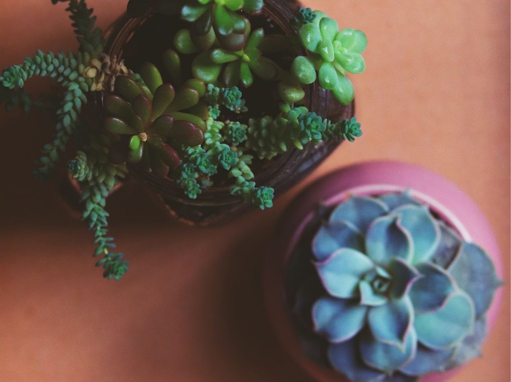 plant-fest-2021