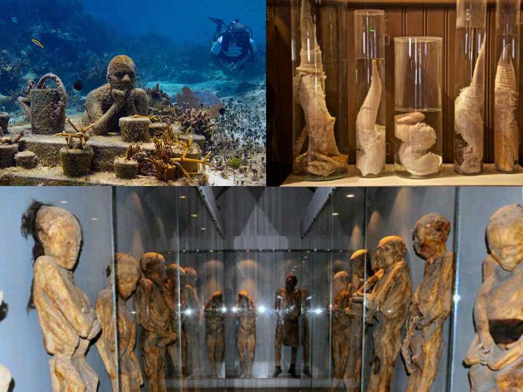Por qué se celebra el Día Internacional de los Museos Museos curiosos MUSA, Momias, Faloteca