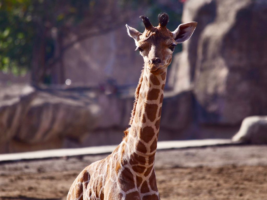 Conoce a la nueva bebé jirafa del Zoológico de San Juan de Aragón