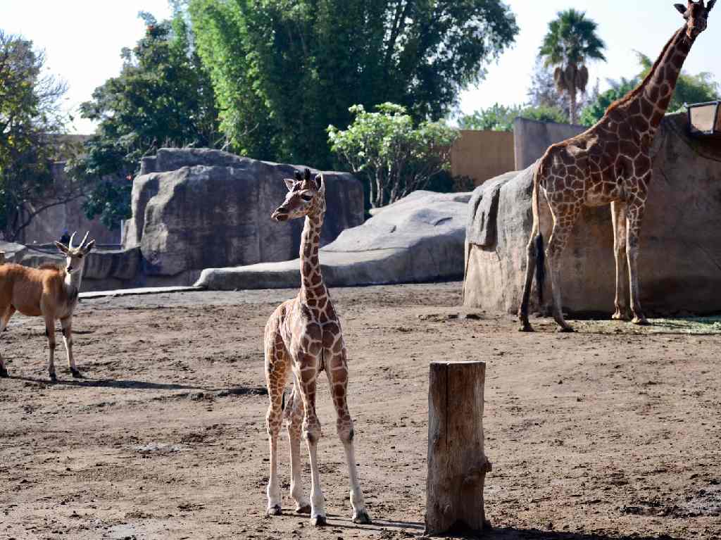bebé jirafa del Zoológico de San Juan de Aragón CDMX