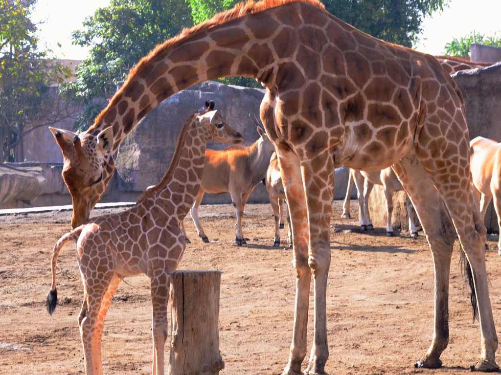 bebé jirafa del Zoológico de San Juan de Aragón con mamá