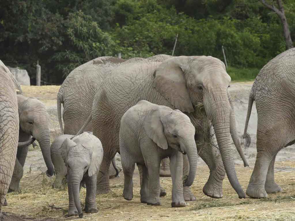 Elefantes de africam Safari