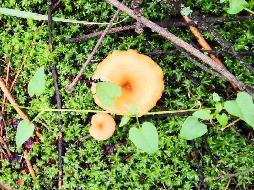 Experiencia Gastroendémica en Cubo bosque