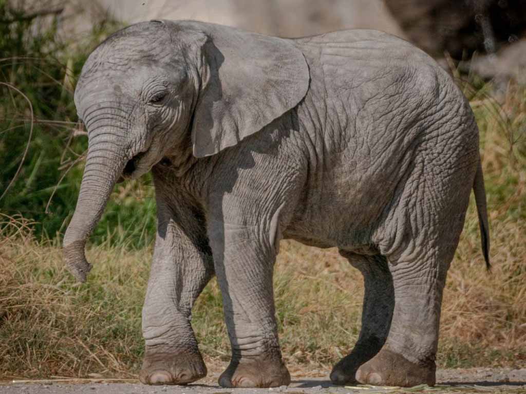 Lester elefantes Africam Safari