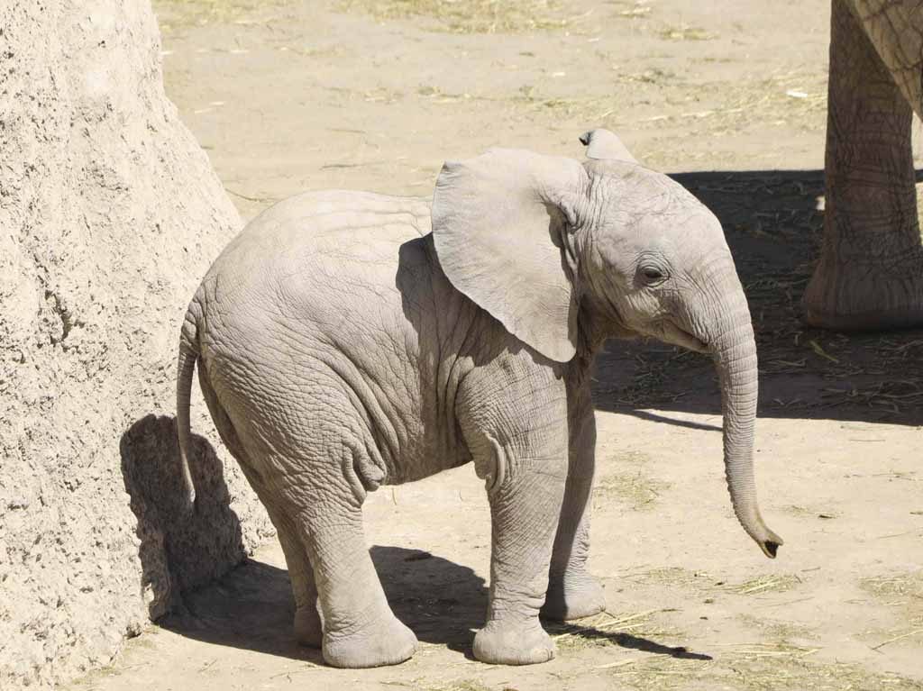 Lester el elefante bebé de Africam Safari
