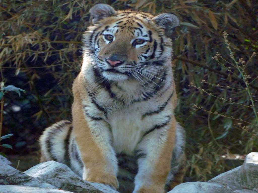 Murió ‘Okoye’: la tigresa del Zoológico de Chapultepec