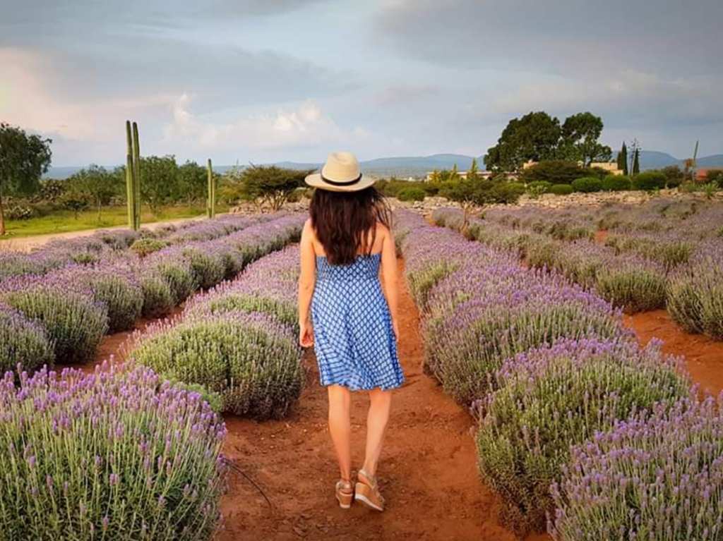 Rancho de lavanda de Guanajuato campos