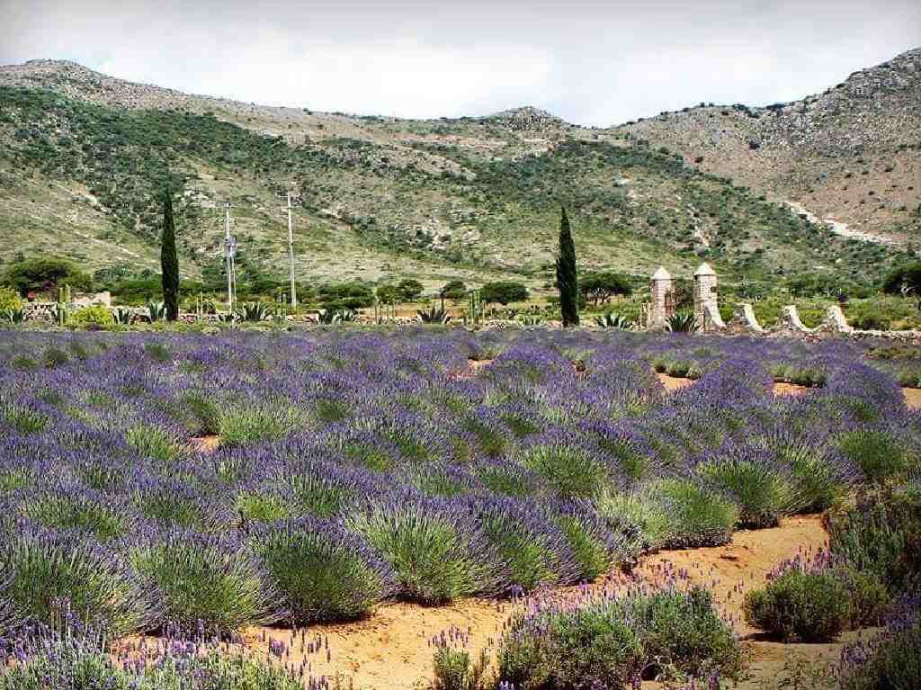 Rancho de lavanda de Guanajuato plantas