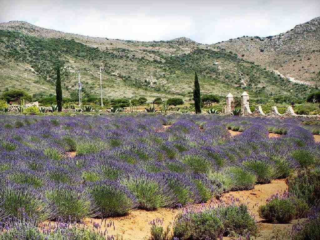 ¿Qué hacer en el Rancho de lavanda de Guanajuato?