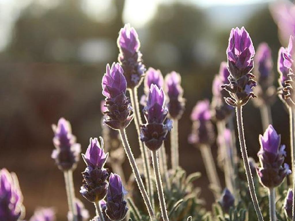 Rancho de lavanda de Guanajuato