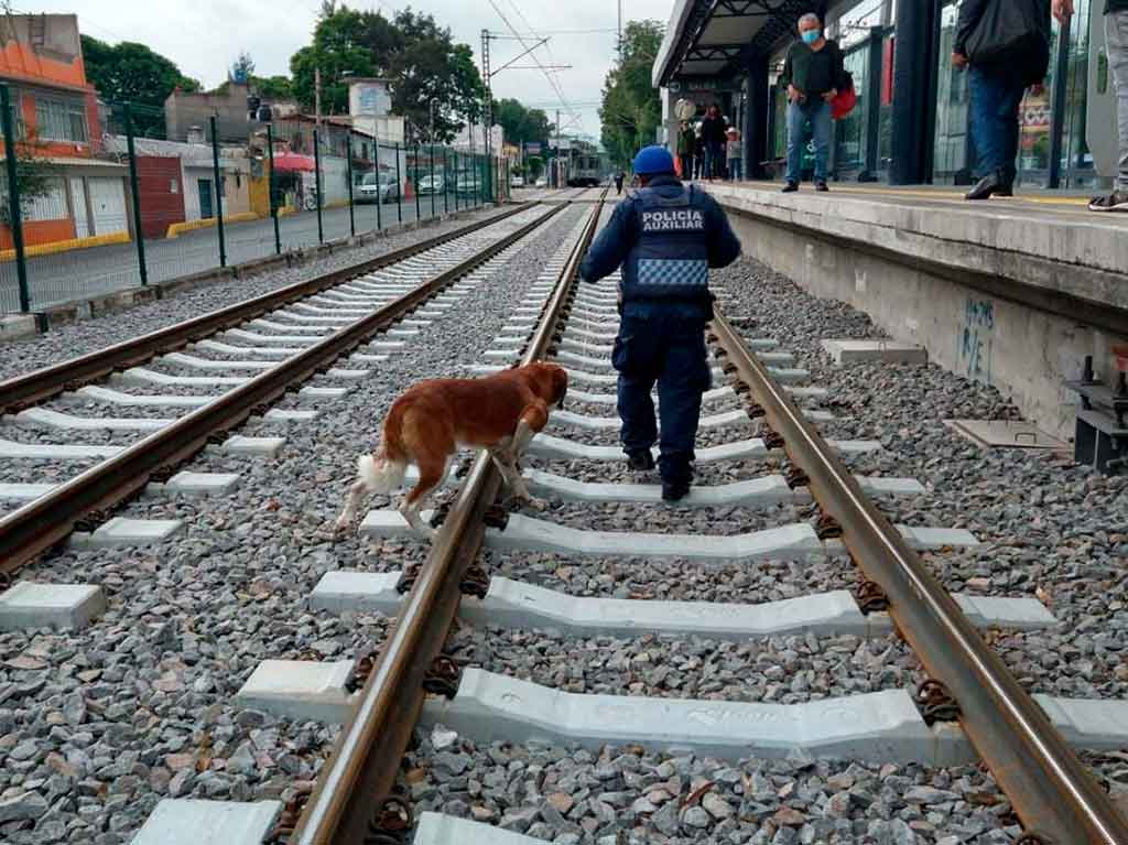 rescatan perro de las vías del tren ligero