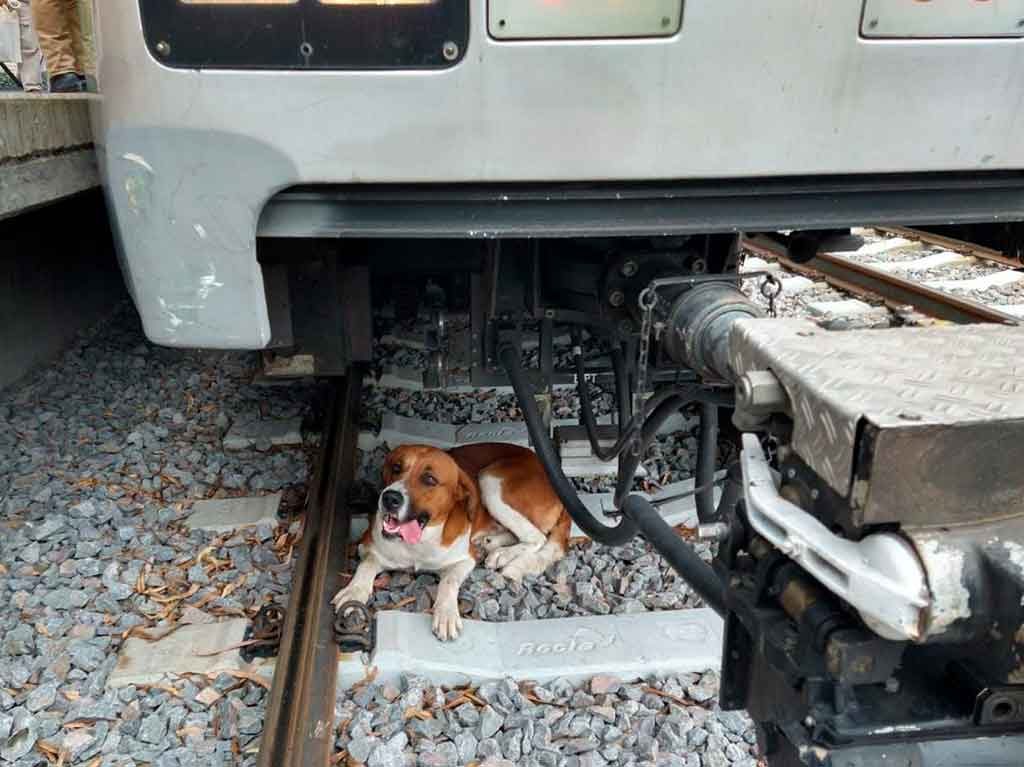 rescatan perrito de las vías del tren ligero
