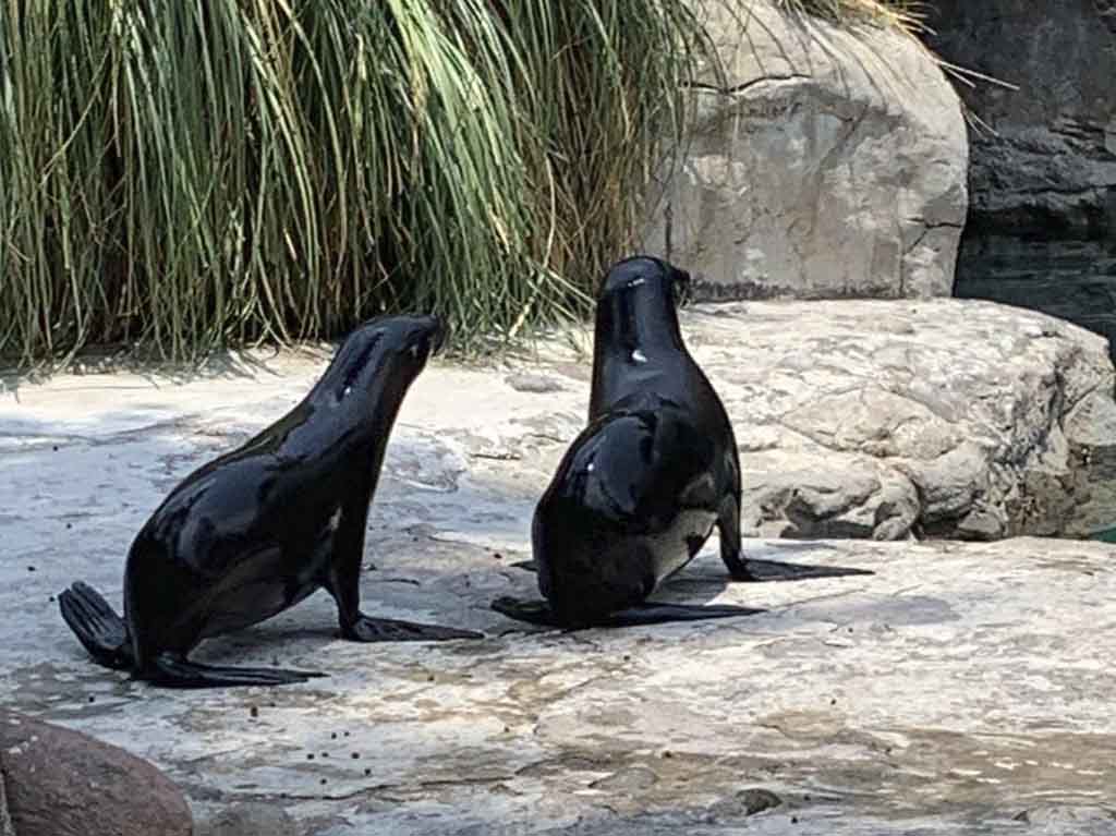 especies rescatadas en el zooologico de chapultepec