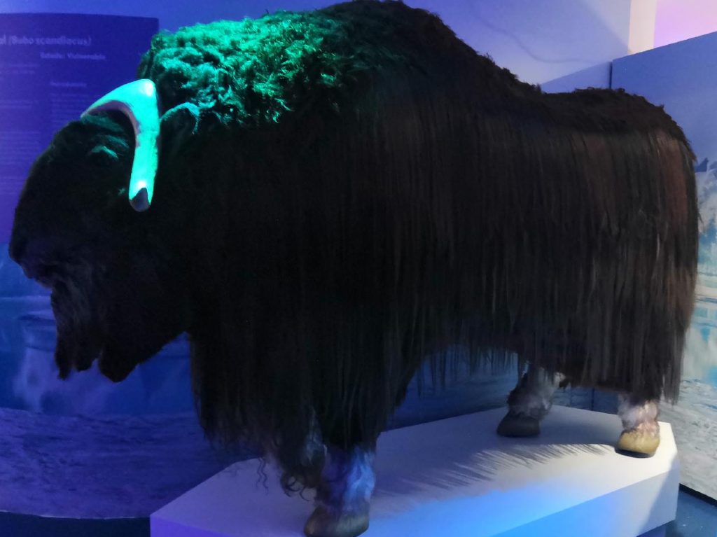 Ártico La Expedición en el Acuario Interactivo Inbursa Búfalo Yak