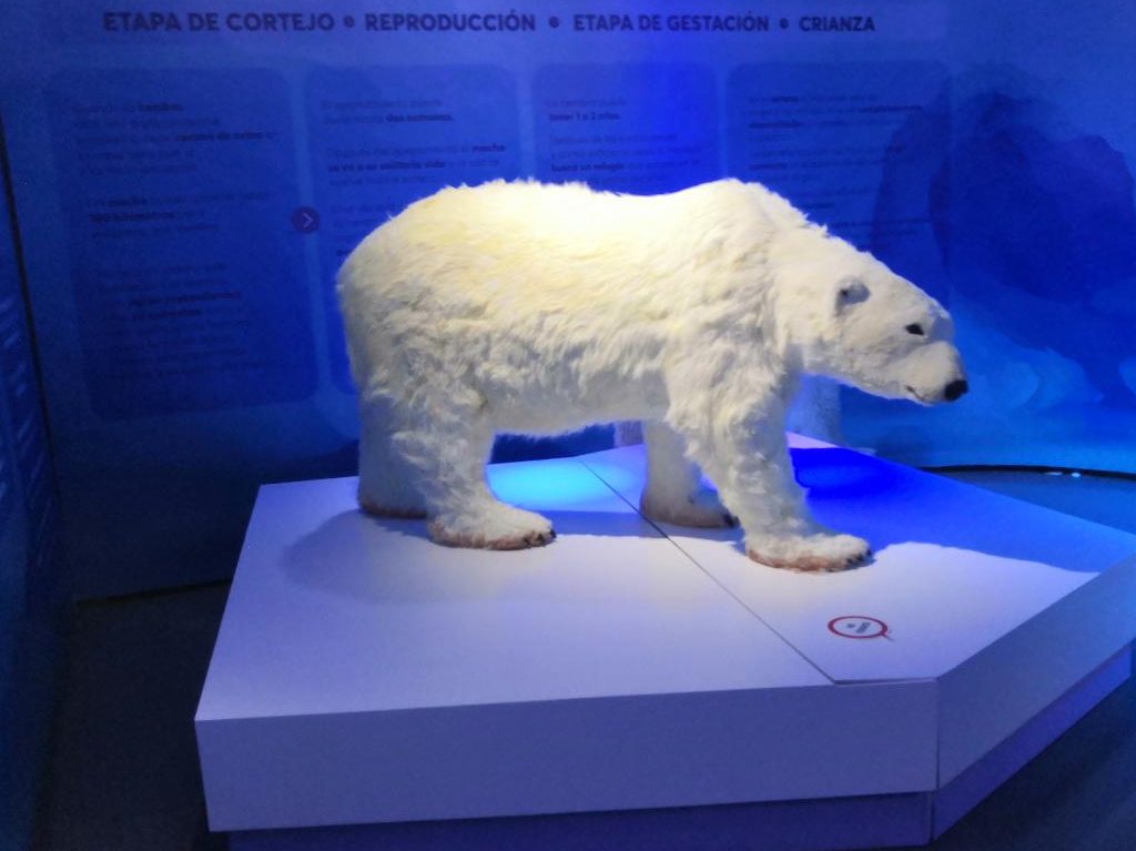 Ártico La Expedición en el Acuario Interactivo Inbursa Oso Polar